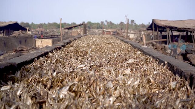 close up of dried fish in Senegal in west africa in smoking area, part of african diet and nutrition for the african population