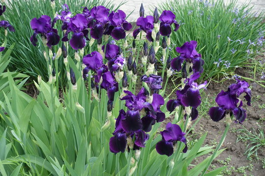 Dark black purple flowers of Black Taffeta tall bearded irises in May
