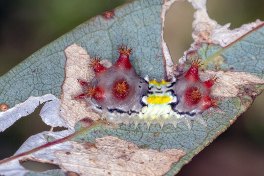 Mottled Cup Moth Caterpillar on Damaged Eucalyptus Leaf Macro
