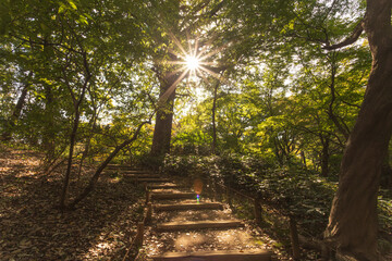 Fototapeta premium Beautiful sunlight and sunburst shining over a wooden forest staircase at Rikugien Garden November 2023
