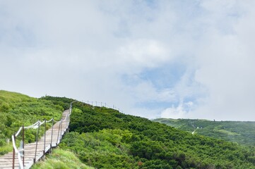 大山八合目付近の傾斜を上る整備された木道とダイセンキャラボク純林の広大な風景/A Well-Maintained Wooden Boardwalk Climbing the Slope Near the 8th Station of Mount Daisen and a Vast Landscape of the Daisen Chyraboku Pure Forest © Taketo Miyajima