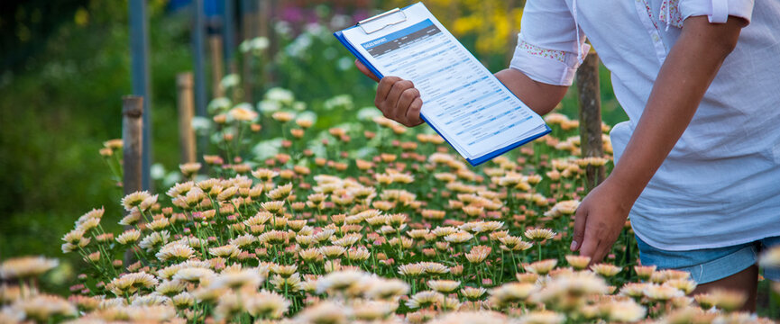 Smart farmer checking plant in eco green farm sustainable quality control. Green agriculture. Close up Hand check quality control plant tree. Farmer cultivated planting in eco Farmland biotechnology