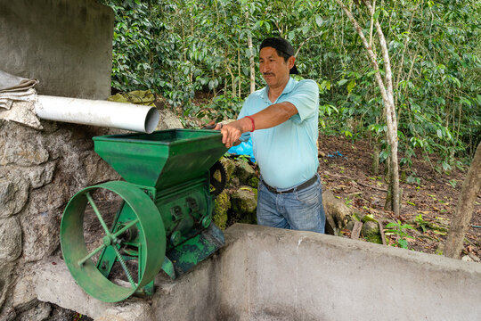 A Latin American farmer operating a manual coffee pulper