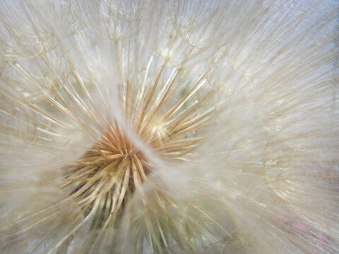 Abstract Macro Dandelion Seeds