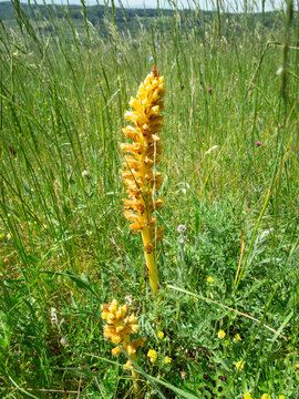 Yellow Wildflower in Grassy Meadow