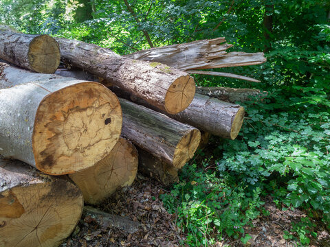 Logs in a Green Forest
