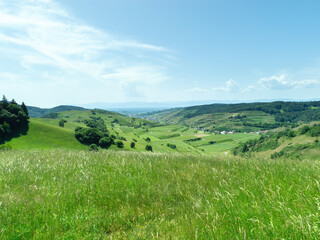 Fototapeta premium Scenic Green Vineyard Landscape
