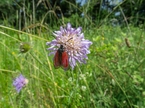 Red-winged moth on a purple wildflower