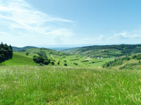 Scenic Green Vineyard Landscape