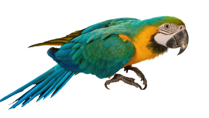 Blue and yellow macaw parrot perched with vibrant feathers © Lukas