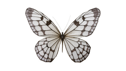 White butterfly with black markings on wings © Emma