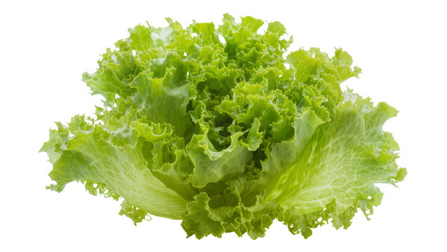 Fresh green lettuce head with ruffled leaves