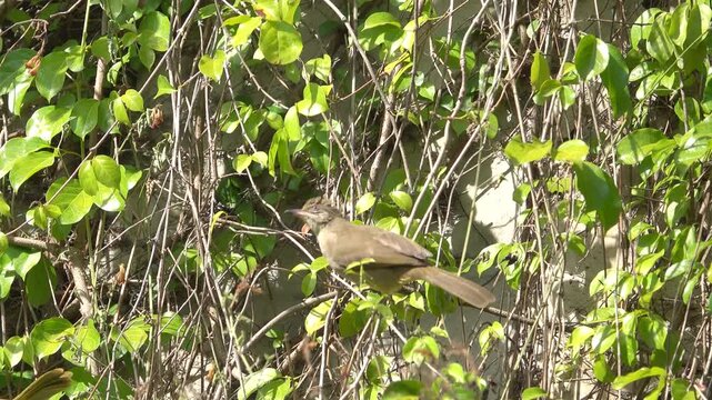 Streak-eared Bulbul (Pycnonotus conradi) in Thailand