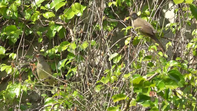 Streak-eared Bulbul (Pycnonotus conradi) in Thailand
