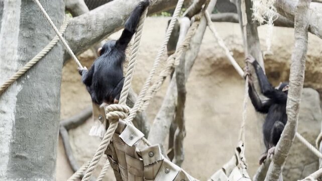 Black gibbons swinging on ropes in zoo habitat