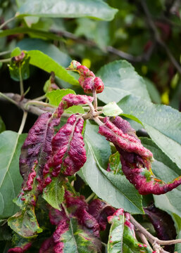 Close-up of apple tree leaves severely deformed and reddened by rosy leaf-curling aphids (Dysaphis devecta), a common pest causing distinct blister-like damage.