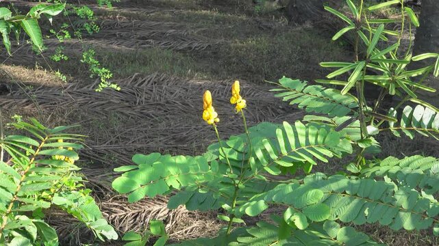 Shrab, medicinal tree, Christmas candles (Senna alata) in Thailand