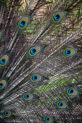 Obraz premium Majestic male peacock displaying its vibrant plumage