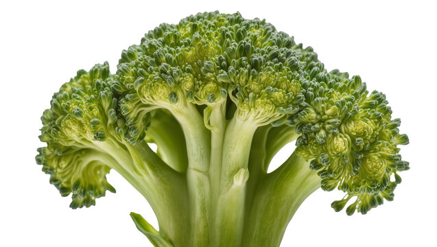 Fresh green broccoli florets and thick stem
