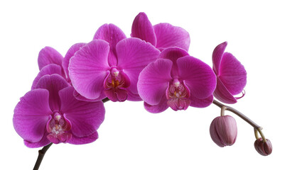Obraz premium Purple Phalaenopsis orchid flowers and buds on stem