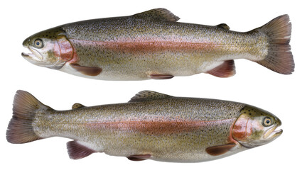 Fototapeta premium Two Rainbow Trout Fish Side View