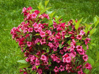 Obraz premium Bush of Weigela floribunda with abundant fuchsia flowers and green leaves, set against a soft, out-of-focus green grass background, showcasing vibrant spring blooms.