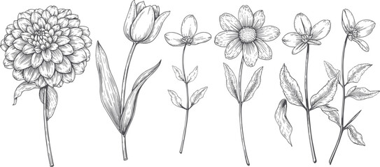 Collection of detailed hand drawn floral illustrations featuring various flower types and leaves © Sujon Sharma