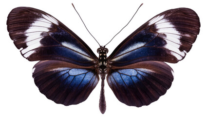 Blue and white patterned butterfly with dark brown wings © Laura
