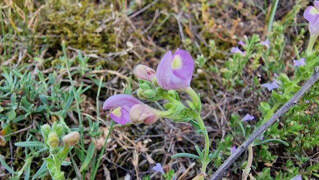 Narrow-Leaved Skullcap or Scutellaria linearis