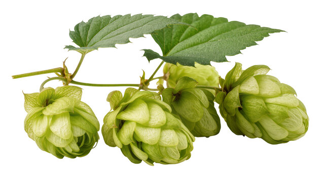 Green hop cones with leaves on stem