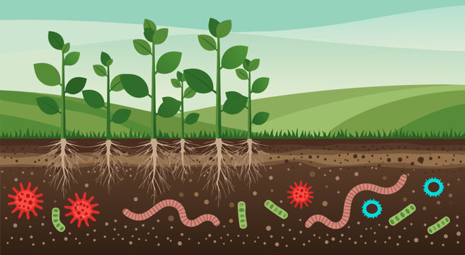 Scientific vector illustration showing plant roots, microorganisms, and soil layers for educational purposes