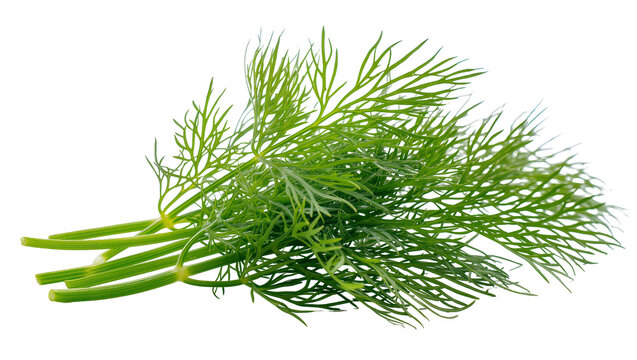 Fresh green dill herb sprigs with feathery leaves