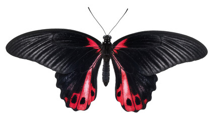 Black and red butterfly with detailed wings © Laura
