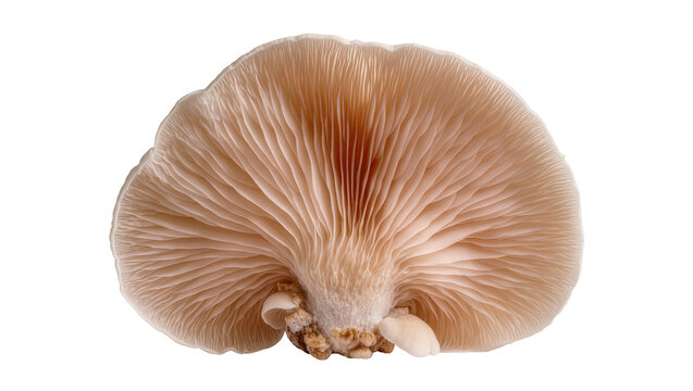 Oyster mushroom underside with gills and stem