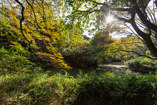 Brilliant sunburst shining through autumn leaves over the pond at Rikugien Garden November 2023