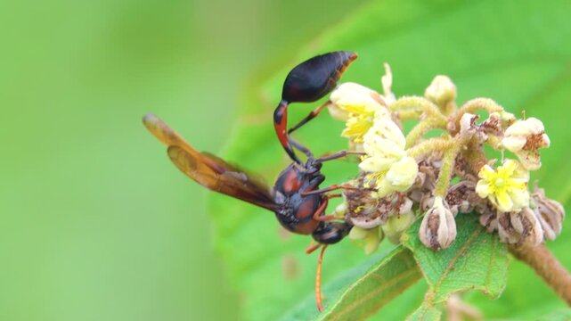 The burrowing wasp feeds on the nectar of flowers. during the rainy season in Thailand