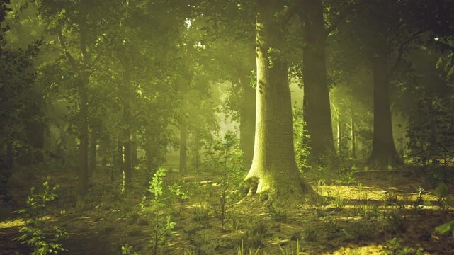 Sunlit Austrian beech forest in mist, dappled light through tall trunks, soft moss carpet and scattered leaf litter, drifting dust motes and subtle shafts
