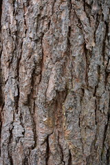 Fototapeta premium Natural pine tree bark texture with rugged cracked pattern