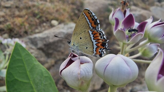 Sapphire butterfly (Heliophorus sena) extracting nector from Calotropis procera or Giant Milkweed 