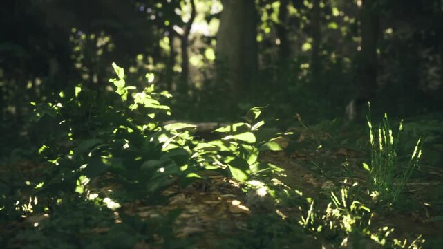 Sunlit fern cluster on forest floor in Czechia, delicate fronds and moss surround compact green growth, scene evokes botanist observation or mindful foraging