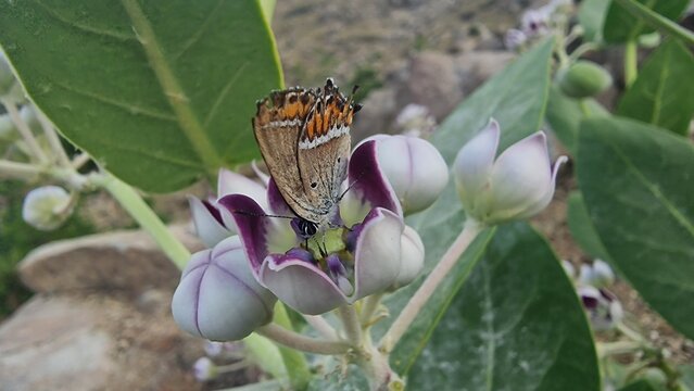 Sapphire butterfly (Heliophorus sena) extracting nector from Calotropis procera or Giant Milkweed 