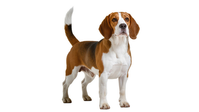 Beagle dog standing tri-color coat, white tail tip