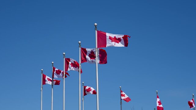 Canadian flags waving on tall poles against a clear blue sky