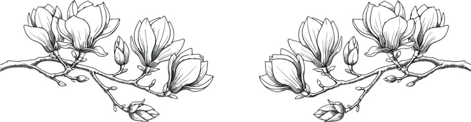 Elegant hand drawn magnolia flower branch illustration in black and white line art style perfect for wedding invitation design and botanical stationary projects © HexaFrame
