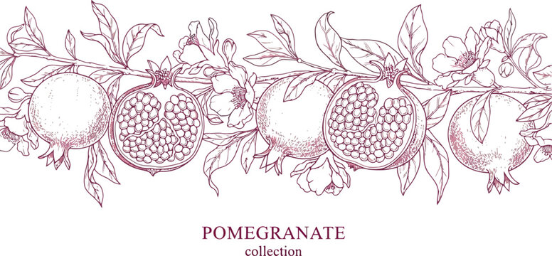 Vintage style pomegranate fruit branch illustration with open pomegranate showing seeds and blossoms for organic food packaging and culinary branding designs