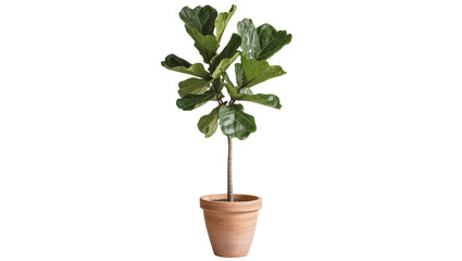 Fiddle leaf fig tree in terracotta pot © Isolde