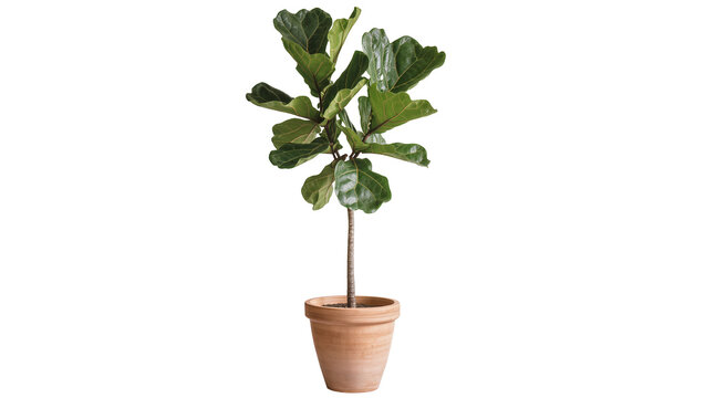 Fiddle leaf fig tree in terracotta pot