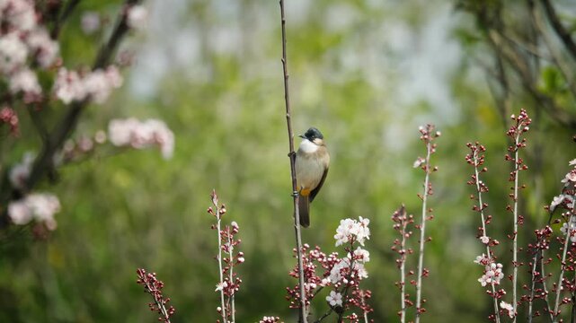 Small songbird perched on branch among spring blossoms in garden