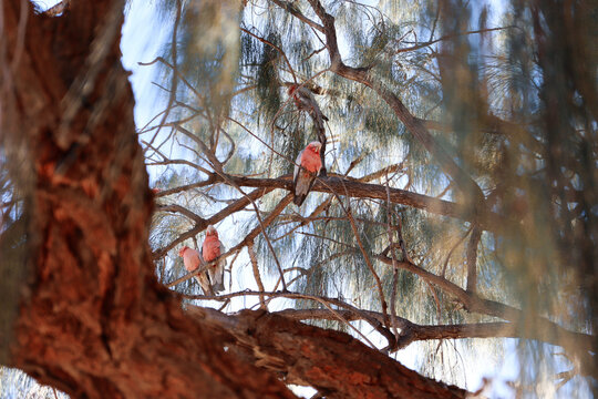 Gallahs, Northern Territory Australia