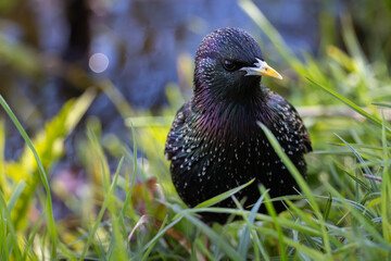 Obraz premium Close-up of a European starling foraging in green grass next to water